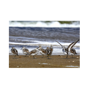 Texel strand kolonie kleine strandloper