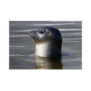 Texel Zeehond opzij Ecomare 