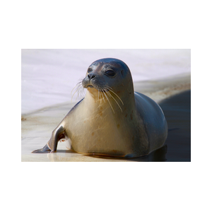 Texel Ecomare zeehond volledig 