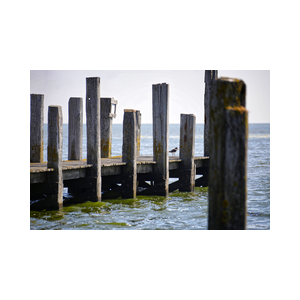 Texel Waddenzee Scholekster op steiger