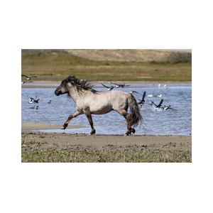 Texel Slufter wild paard