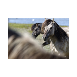 Texel Slufter wilde paarden kudde