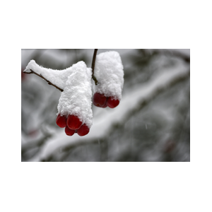 Winter januari 2026 sneeuw op besjes