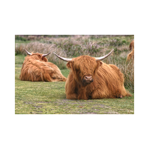 Texel Schotse Hooglander