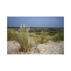 Texel duinen helmgras scherp