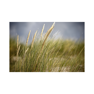 Texel Duinen Helmgras difuus