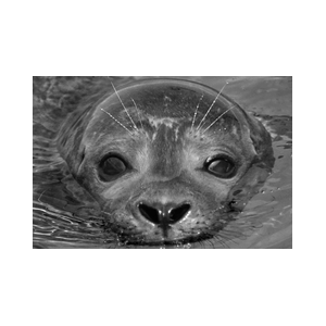 Texel zeehond Ecomare zwartwit